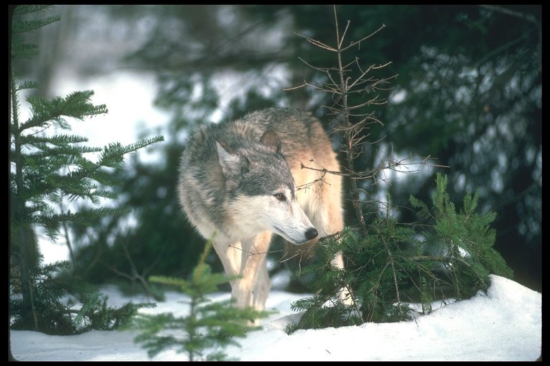 110043-Gray Wolf-stalking in snow forest.jpg