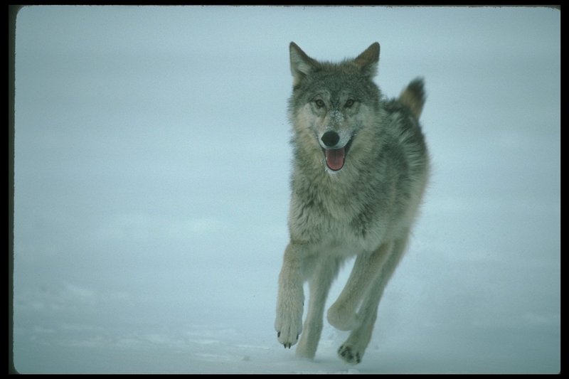 110044-Gray Wolf-happy run on snow.jpg