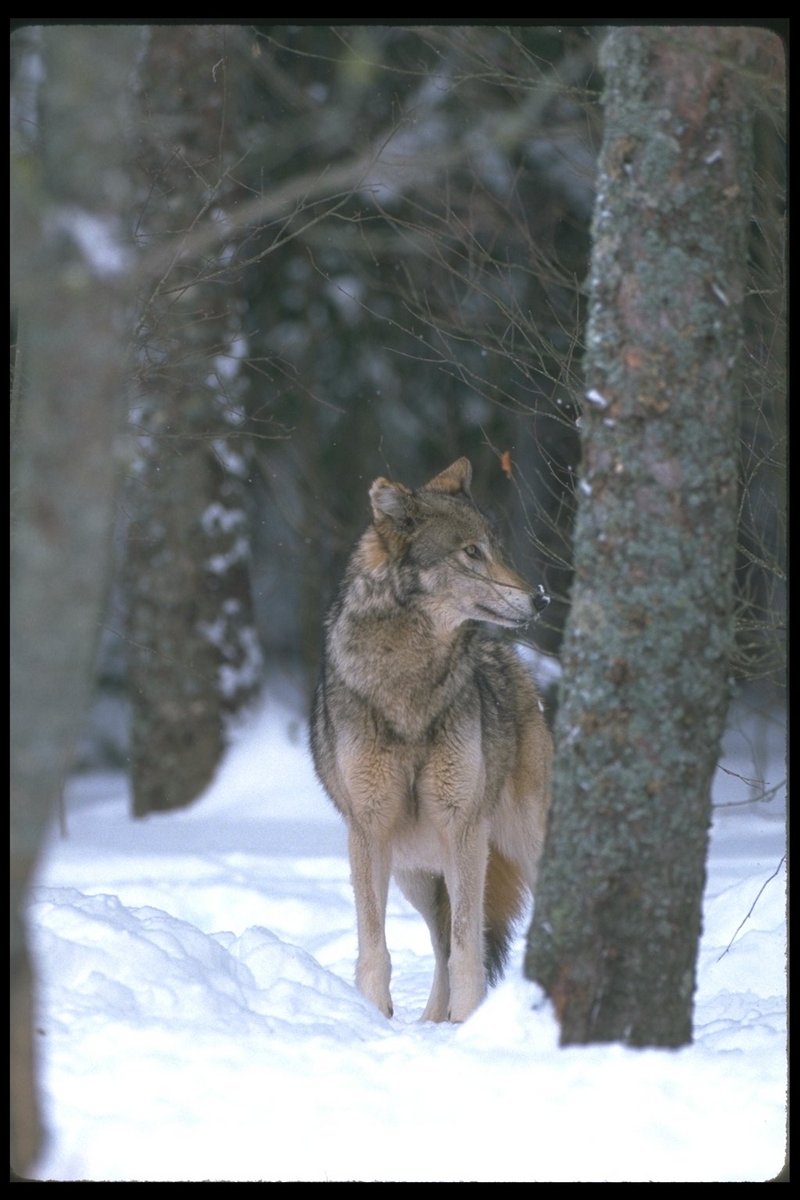 110045-Gray Wolf-standing beside snow tree.jpg