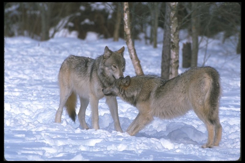 110046-Gray Wolf-pair on snow-obedience.jpg