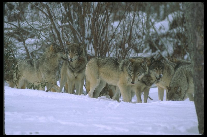 110047-Gray Wolf-pack in snow forest.jpg