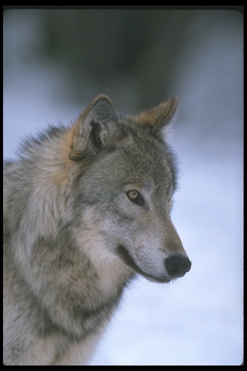110048-Gray Wolf-portrait face clsoeup.jpg
