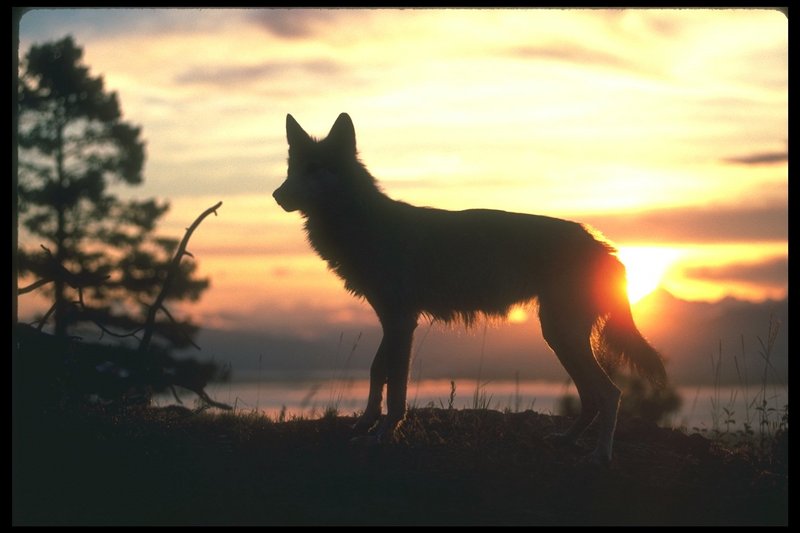 110049-Gray Wolf-standing on twilight field.jpg
