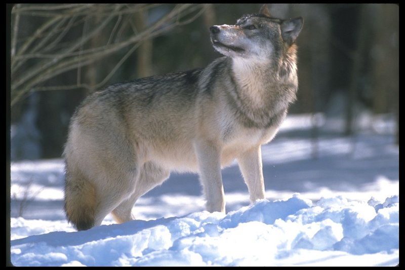 110050-Gray Wolf-looks above on snow.jpg