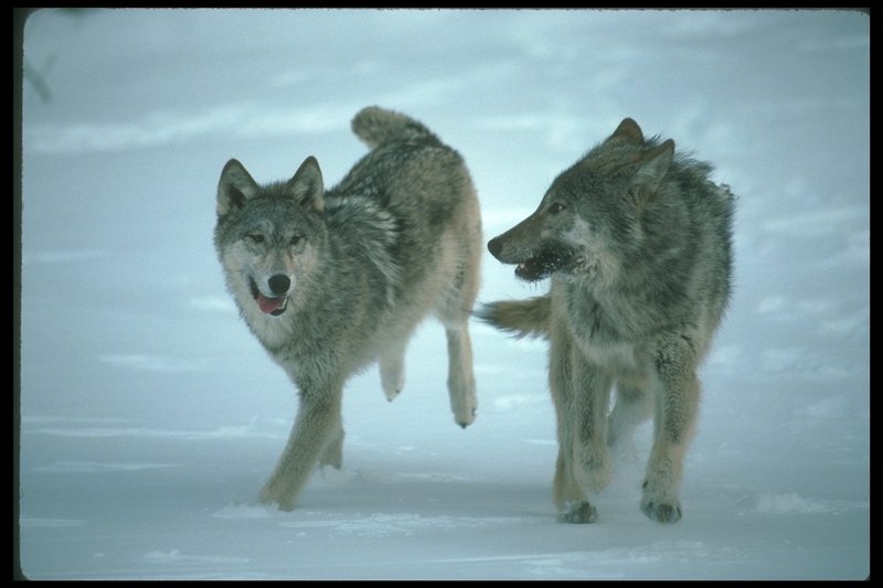 110051-Gray Wolf-pair running on snow.jpg