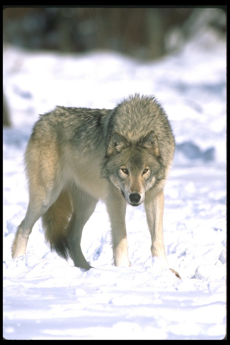 110052-Gray Wolf-standing ons snow-portrait.jpg