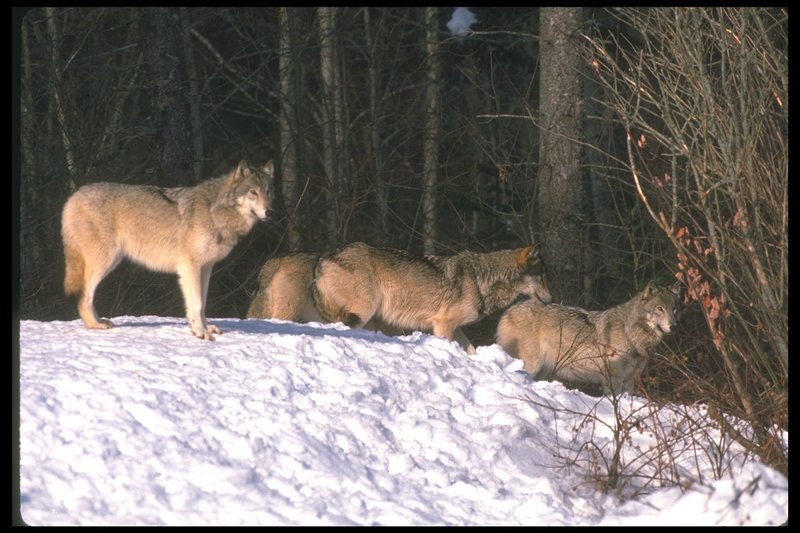 110053-Gray Wolf-pack down snow hill.jpg