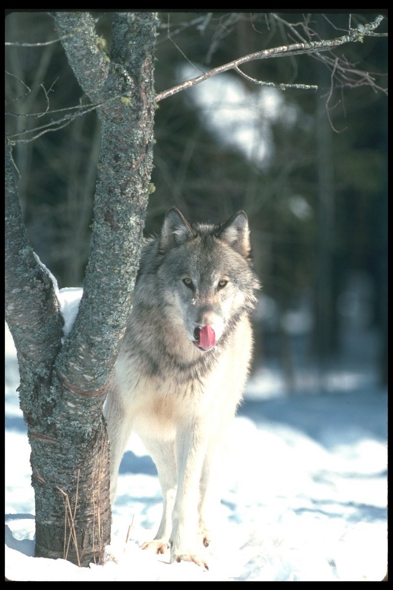 110054-Gray Wolf-standing beside snow tree.jpg