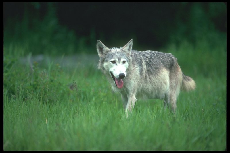 110055-Gray Wolf-walking on grass land.jpg