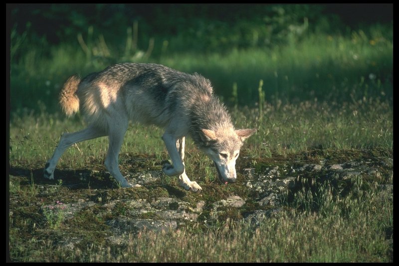 110056-Gray Wolf-searching on Summer field.jpg