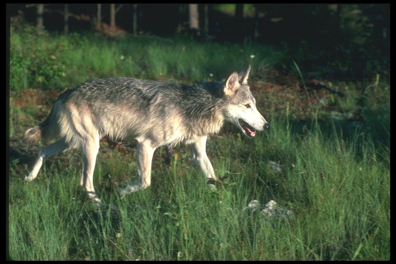 110057-Gray Wolf-running on Summer grass field.jpg