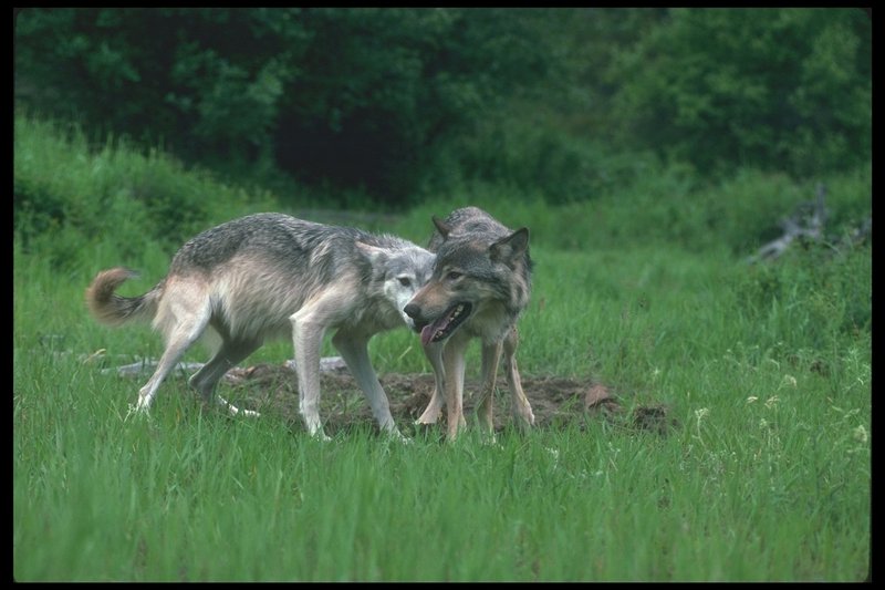 110058-Gray Wolf-pair on Summer grass field.jpg