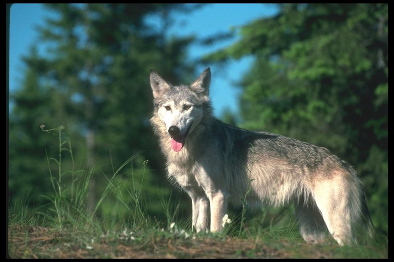 110059-Gray Wolf-standing on flower grassfield.jpg