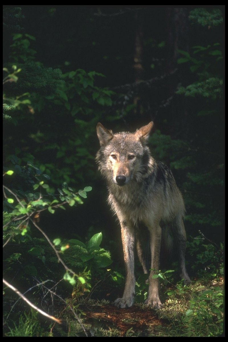 110060-Gray Wolf-standing in forest.jpg