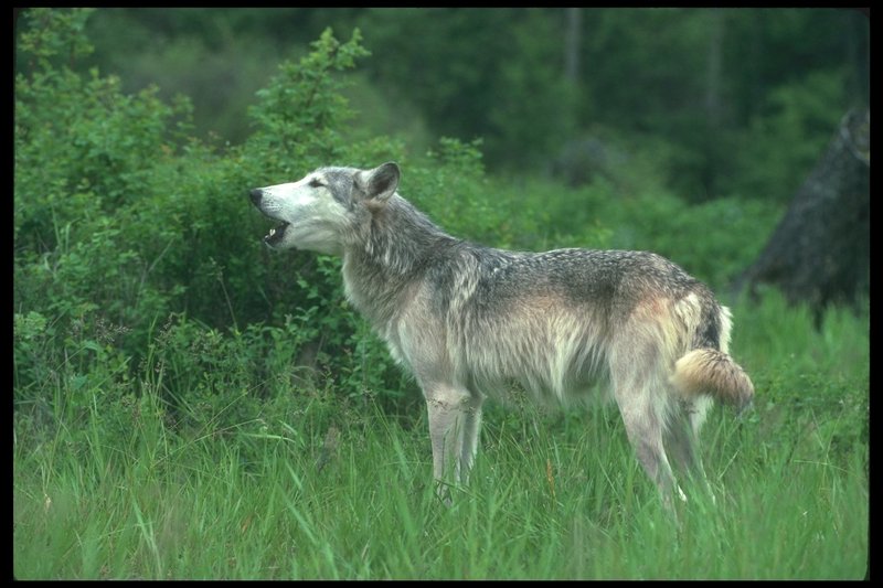 110061-Gray Wolf-howling on Summer grass field.jpg