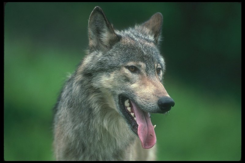 110063-Gray Wolf-face closeup-with tongue.jpg