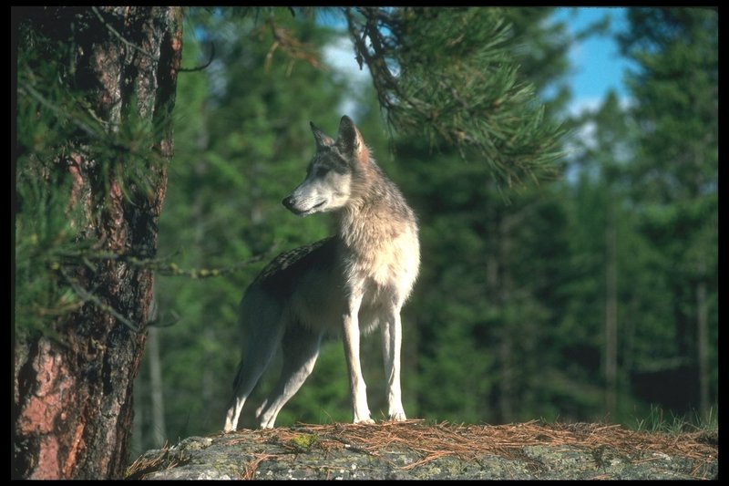 110064-Gray Wolf-standing on rock.jpg