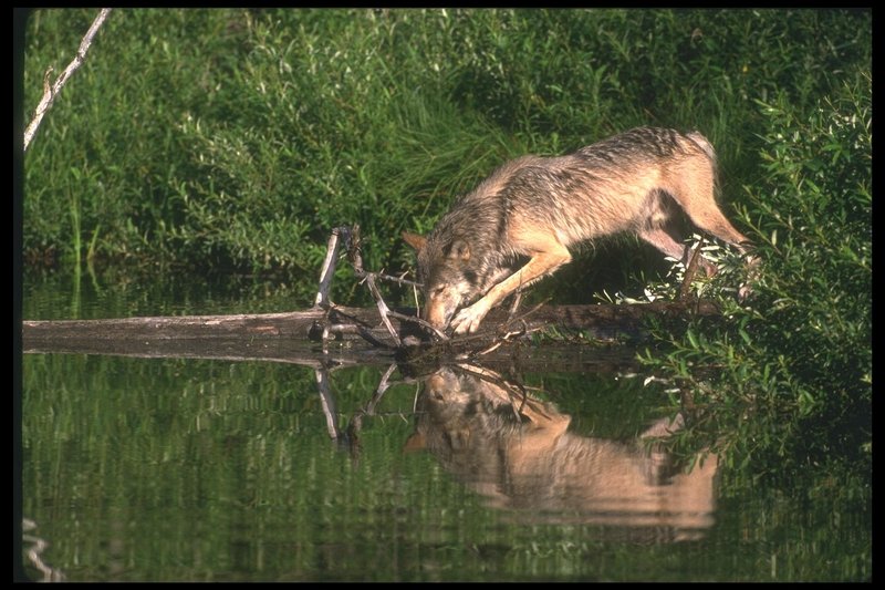 110065-Gray Wolf-drinking water-reflection.jpg