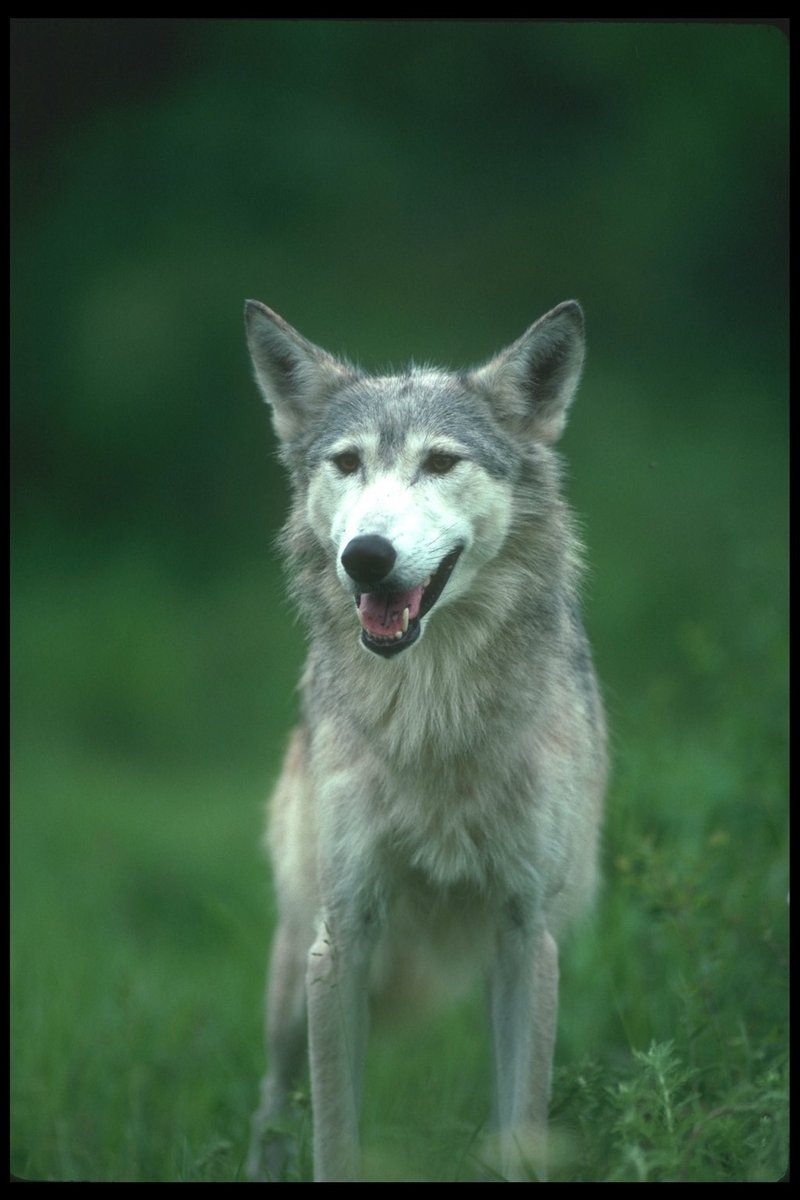 110066-Gray Wolf-portrait on Summer field.jpg