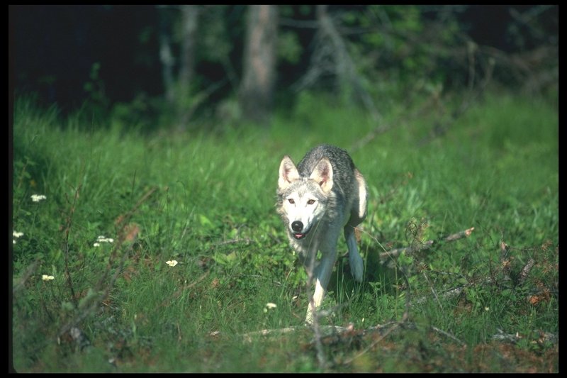 110067-Gray Wolf-walking on Summer grass field.jpg
