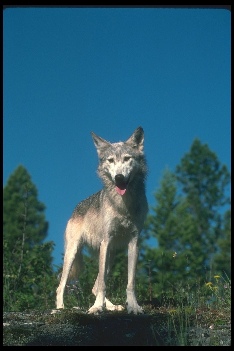 110068-Gray Wolf-Summer forest-portrait.jpg