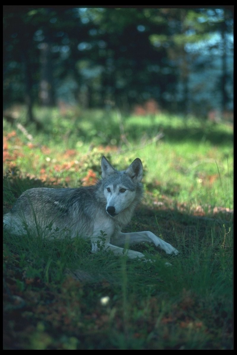 110069-Gray Wolf-sitting on grass under shadow.jpg