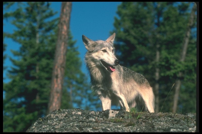110070-Gray Wolf-standing on rock-happy face.jpg