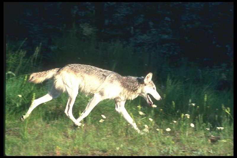 110071-Gray Wolf-running on Summer field.jpg