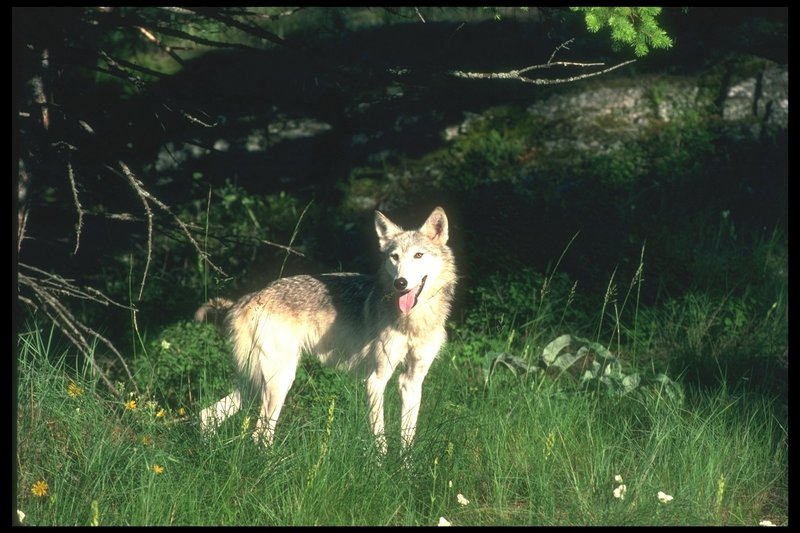 110072-Gray Wolf-standing on Summer grass field.jpg