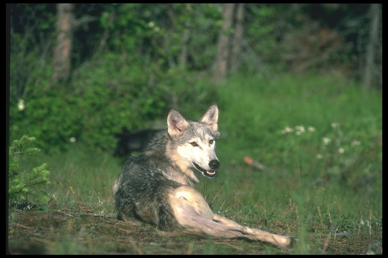 110073-Gray Wolf-sitting on Summer field.jpg