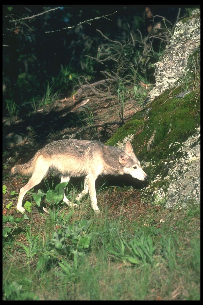 110074-Gray Wolf-stalking beside rock.jpg