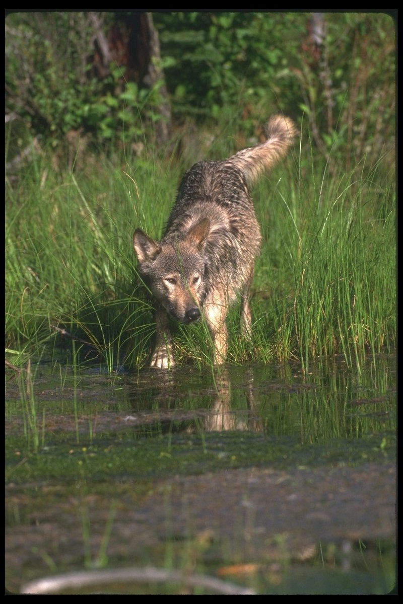 110075-Gray Wolf-in swamp bank-weeds.jpg
