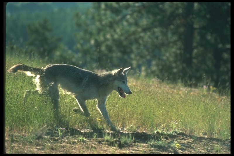 110076-Gray Wolf-running out of grass field.jpg