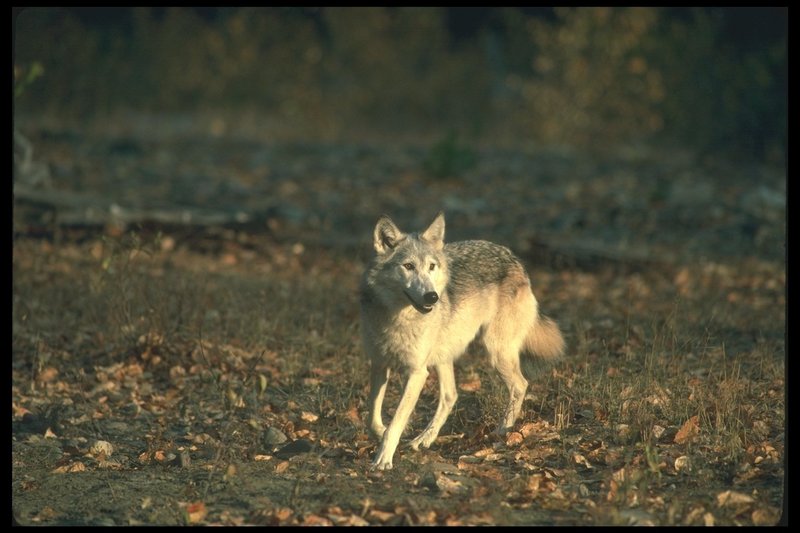 110079-Gray Wolf-running on Autumn field.jpg