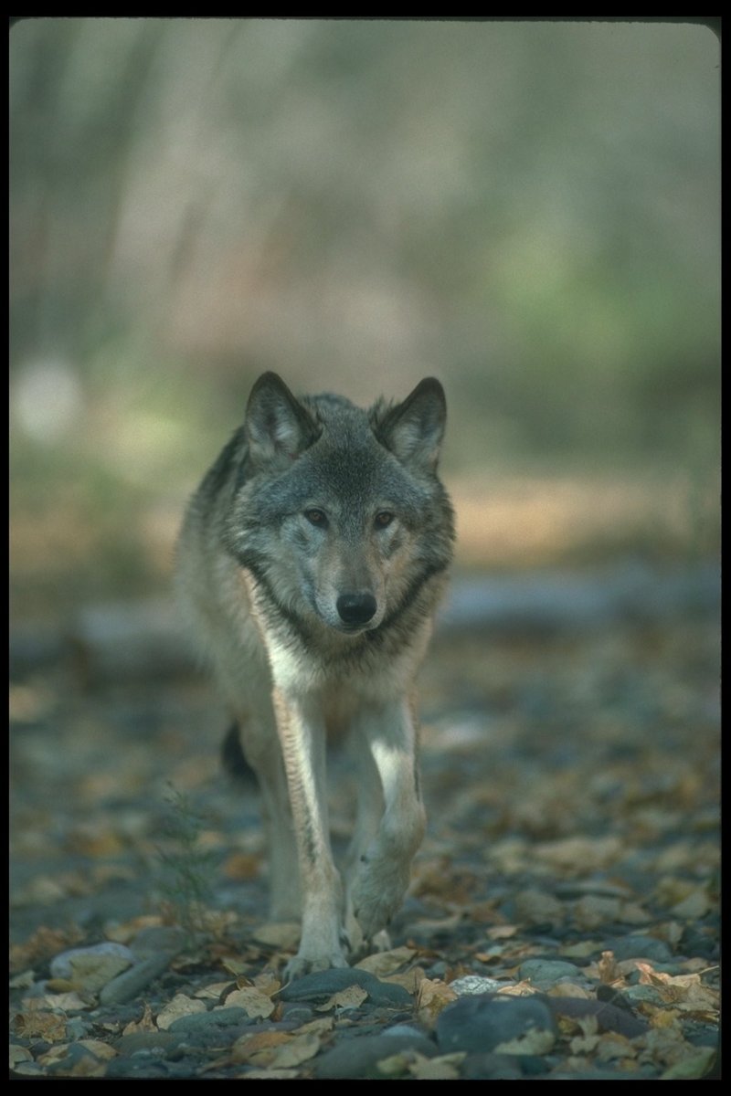 110080-Gray Wolf-standing on Autumn pebbles-portrait.jpg