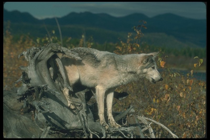 110081-Gray Wolf-standing on old logs.jpg