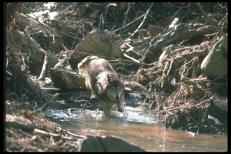 110082-Gray Wolf-runs in valley stream water.jpg