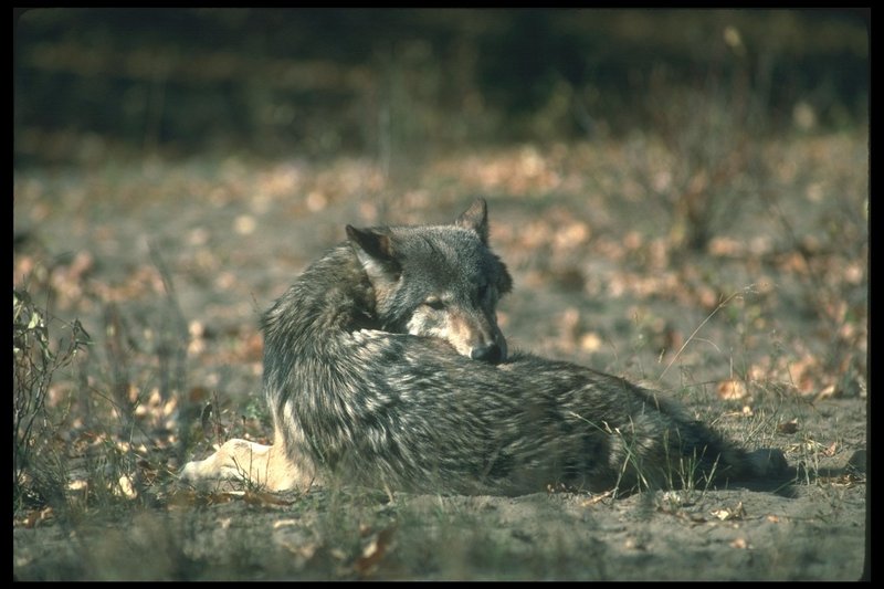 110083-Gray Wolf-relaxing on ground.jpg