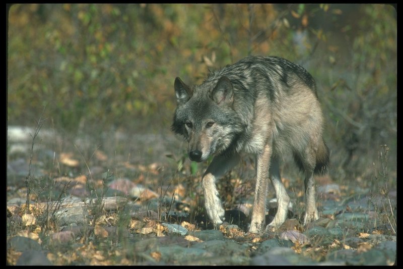 110084-Gray Wolf-walking on Autumn pebbles.jpg