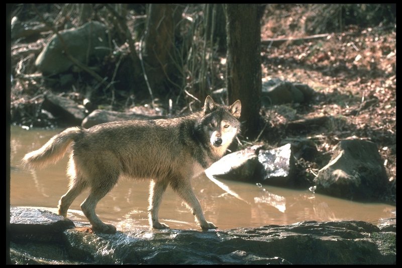 110085-Gray Wolf-crossing the stream.jpg
