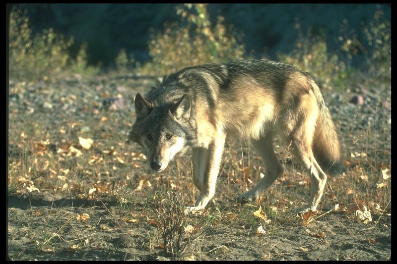 110086-Gray Wolf-walking on Autumn field.jpg