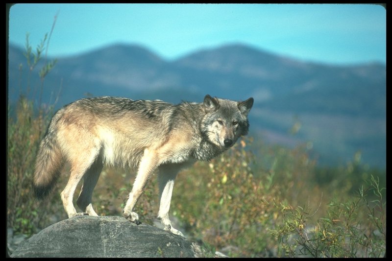 110087-Gray Wolf-Standing-OnMountainRock.jpg