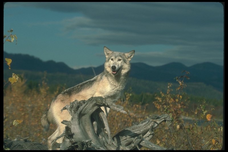 110088-Gray Wolf-standing on old logs.jpg