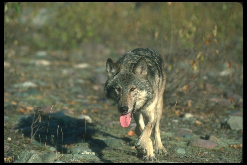 110089-Gray Wolf-tired walking with tongue.jpg