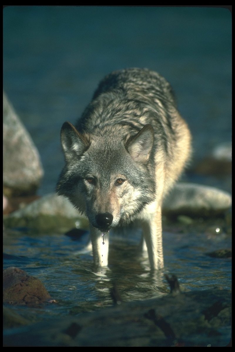 110090-Gray Wolf-drinking water in stream.jpg