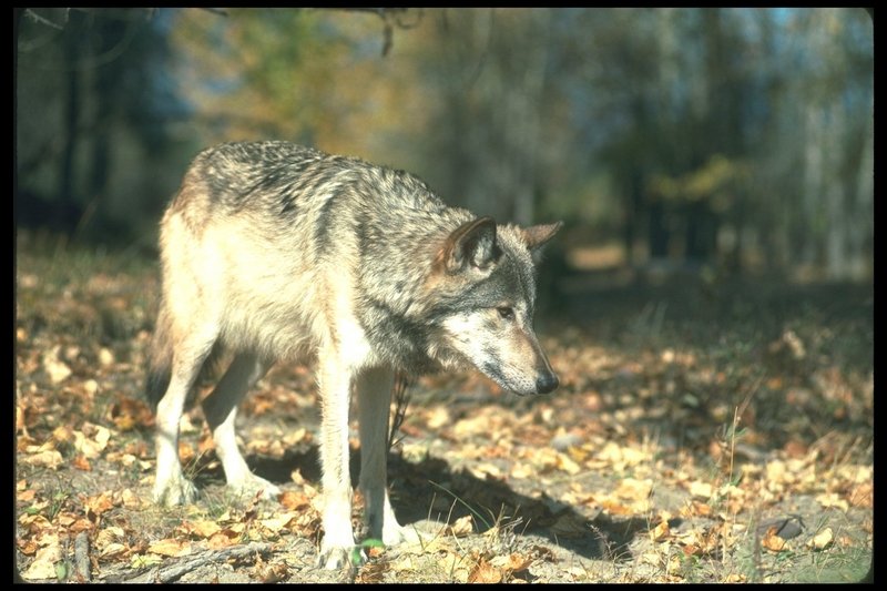 110091-Gray Wolf-standing on Autumn field.jpg
