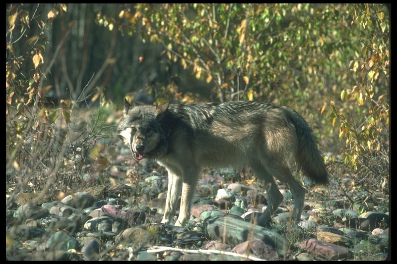 110092-Gray Wolf-on pebbles in forest.jpg