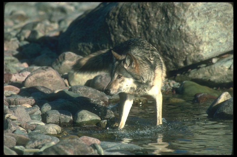 110093-Gray Wolf-stalking in stream water.jpg