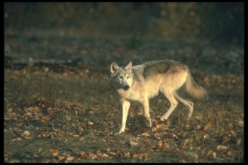 110094-Gray Wolf-walking on Autumn field.jpg