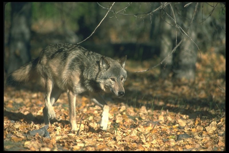 110096-Gray Wolf-walking on forest path.jpg